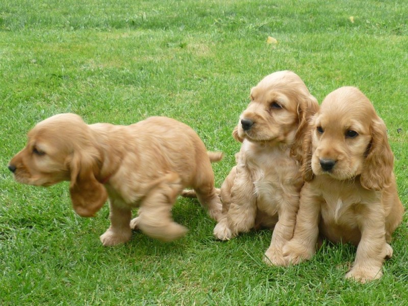 32 Gina, Gino, Gapy.JPG